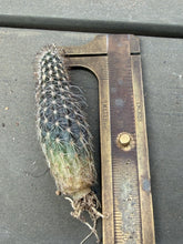 Load image into Gallery viewer, Echinopsis mirabilis

