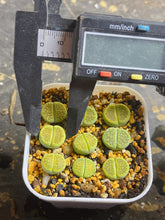 Load image into Gallery viewer, Lithops hallii ‘green soapstone ‘c111A(per)

