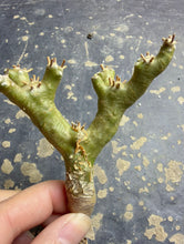 Load image into Gallery viewer, Othonna euphorbioide
