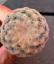 Load image into Gallery viewer, Mammillaria lasiacantha egregia
