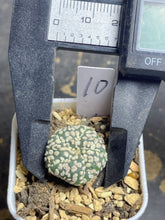 Load image into Gallery viewer, Astrophytum asterias
