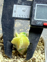 Load image into Gallery viewer, Astrophytum myriostigma variegated
