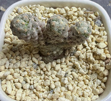 Load image into Gallery viewer, Mammillaria theresae f. albiflora
