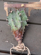Load image into Gallery viewer, Astrophytum ornatum
