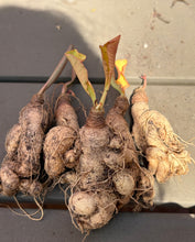 Load image into Gallery viewer, Euphorbia primulifolia （each）
