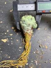 Load image into Gallery viewer, Ortegocactus macdougalli
