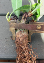 Load image into Gallery viewer, Euphorbia Ramena
