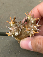Load image into Gallery viewer, Othonna euphorbioide
