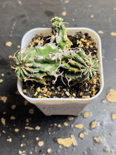 Load image into Gallery viewer, Euphorbia columnaris
