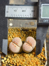 Load image into Gallery viewer, Lithops C183a hot Lips
