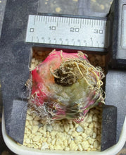 Load image into Gallery viewer, Gymnocalycium mihanovichii variegata
