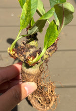Load image into Gallery viewer, Euphorbia Ramena
