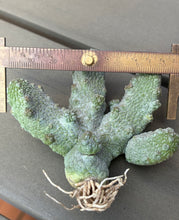 Load image into Gallery viewer, Pseudolithos mccoyi
