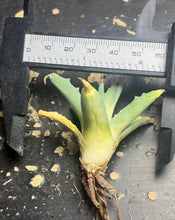 Load image into Gallery viewer, Agave utahensis var. eborispina
