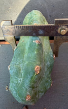 Load image into Gallery viewer, Echinopsis lageniformis f. monstruosa

