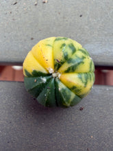 Load image into Gallery viewer, Astrophytum asterias Variegated

