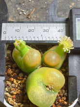 Load image into Gallery viewer, Conophytum Maughanii
