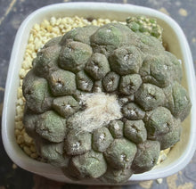 Load image into Gallery viewer, Copiapoa hypogea (Lizard skin)

