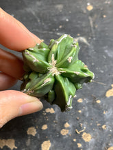 Load image into Gallery viewer, Astrophytum myriostigma cv. Onzuka f. tricostatum Fukuryiu
