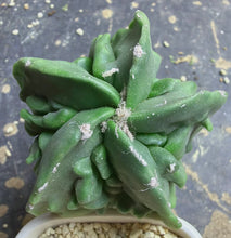 Load image into Gallery viewer, Astrophytum myriostigma cv. Onzuka f. tricostatum Fukuryiu

