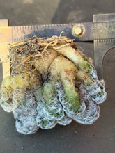 Load image into Gallery viewer, Mammillaria humboldtii
