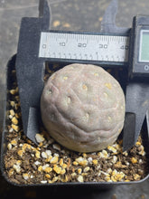 Load image into Gallery viewer, Tephrocactus geometricus
