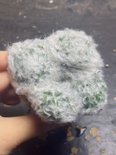 Load image into Gallery viewer, Mammillaria bocasana
