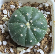 Load image into Gallery viewer, Astrophytum asterias
