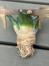Load image into Gallery viewer, Ariocarpus retusus
