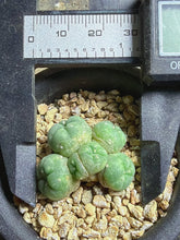 Load image into Gallery viewer, Lophophora peyote
