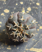 Load image into Gallery viewer, GYMNOCALYCIUM spegazzinii v.unguispinum
