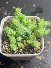 Load image into Gallery viewer, sedum dasyphyllum minor Variegated
