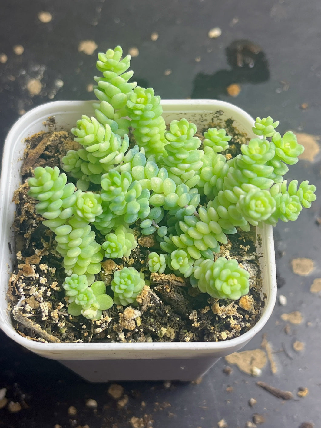 sedum dasyphyllum minor Variegated