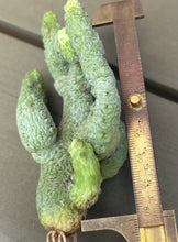 Load image into Gallery viewer, Pseudolithos mccoyi
