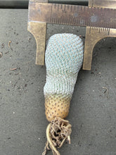 Load image into Gallery viewer, Epithelantha bokei
