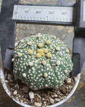 Load image into Gallery viewer, Astrophytum asterias （Starfish）
