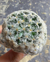 Load image into Gallery viewer, Mammillaria duwei
