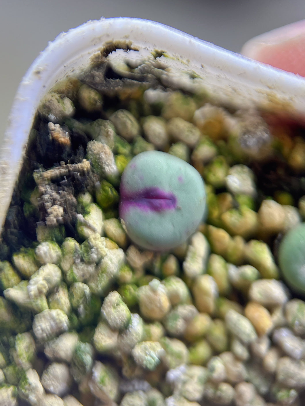 Conophytum pageae SE kotzesrus