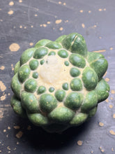 Load image into Gallery viewer, CORYPHANTHA ELEPHANTIDENS CV. INERMIS
