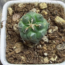 Load image into Gallery viewer, Turbinicarpus Negrita
