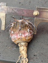 Load image into Gallery viewer, Gymnocalycium spegazzinii
