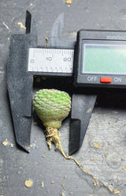 Load image into Gallery viewer, Strombocactus disciformis
