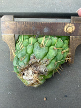 Load image into Gallery viewer, Eulychnia castanae fa. Varispiralis crested
