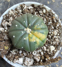 Load image into Gallery viewer, Astrophytum asterias
