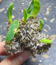 Load image into Gallery viewer, Euphorbia parvimedusae
