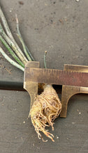 Load image into Gallery viewer, Astrophytum caput-medusae
