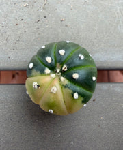 Load image into Gallery viewer, Astrophytum asterias Variegated
