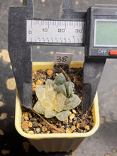 Load image into Gallery viewer, Haworthia variegated

