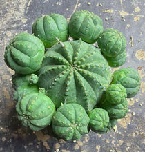 Load image into Gallery viewer, Euphorbia obesa
