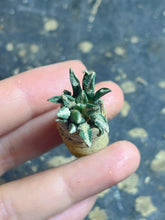 Load image into Gallery viewer, Ariocarpus kotschoubeyanus

